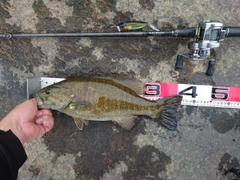 スモールマウスバスの釣果