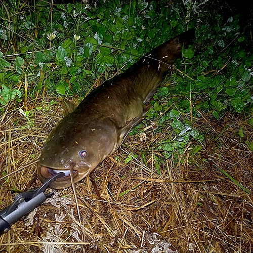 マナマズの釣果