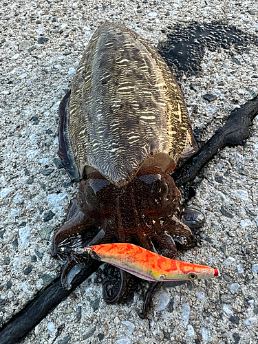 モンゴウイカの釣果