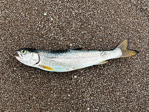 アメマスの釣果