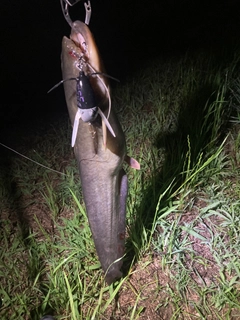 ナマズの釣果