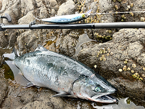 サクラマスの釣果