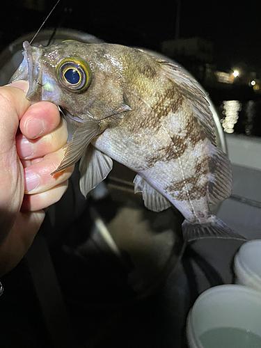 メバルの釣果