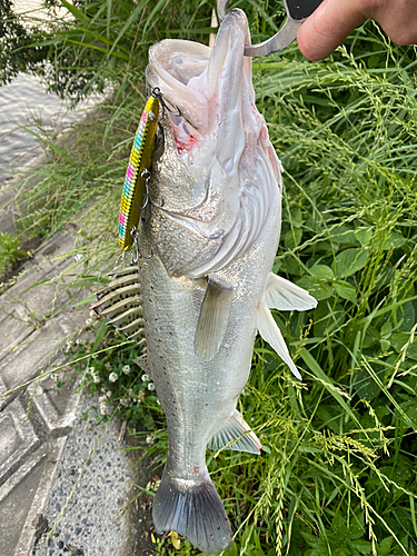 タイリクスズキの釣果