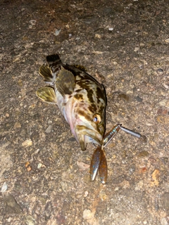 タケノコメバルの釣果