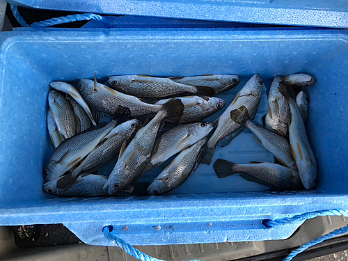 シログチの釣果