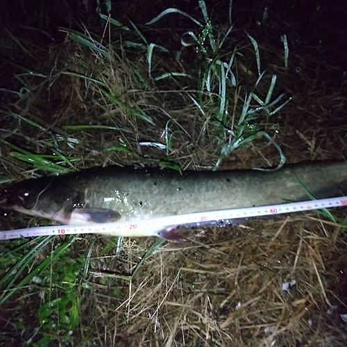 マナマズの釣果