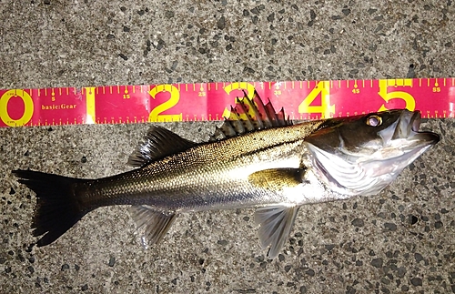 シーバスの釣果