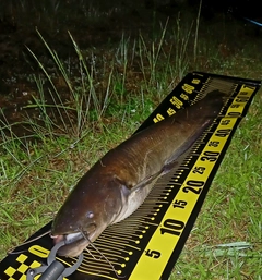 マナマズの釣果