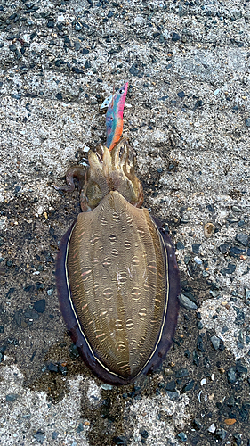 モンゴウイカの釣果