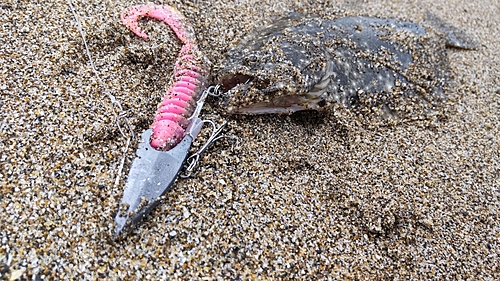 ソゲの釣果