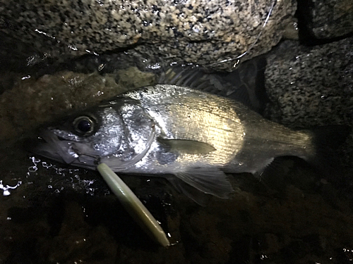 セイゴ（マルスズキ）の釣果