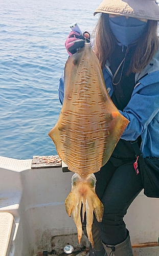 アオリイカの釣果