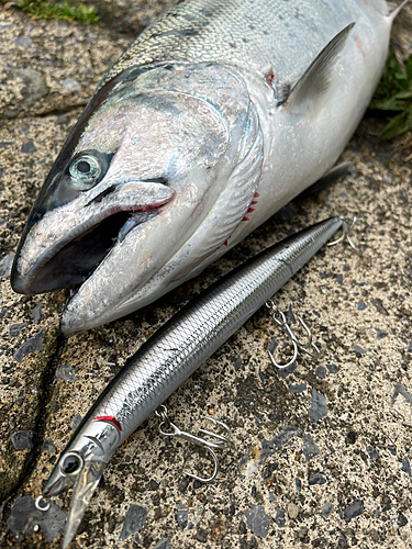 サクラマスの釣果