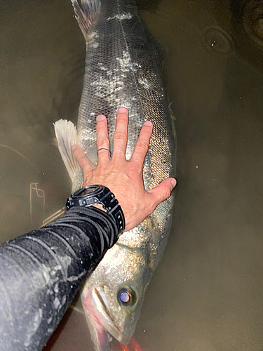 タイリクスズキの釣果