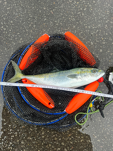 イナダの釣果