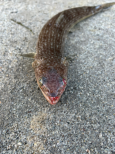 エソの釣果