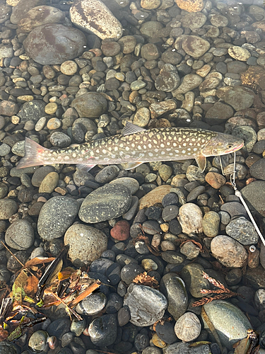 アメマスの釣果