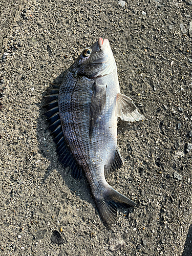 クロダイの釣果