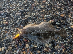 ヒラメの釣果