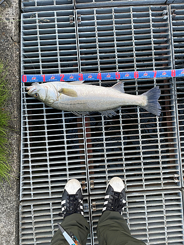 スズキの釣果