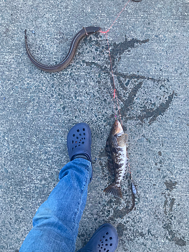 アナゴの釣果