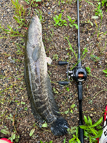 ライギョの釣果