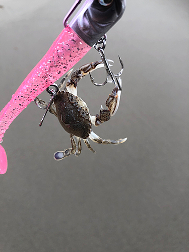 ワタリガニの釣果