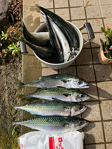 サバの釣果