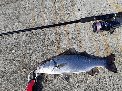 ヒラスズキの釣果