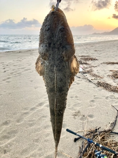 マゴチの釣果