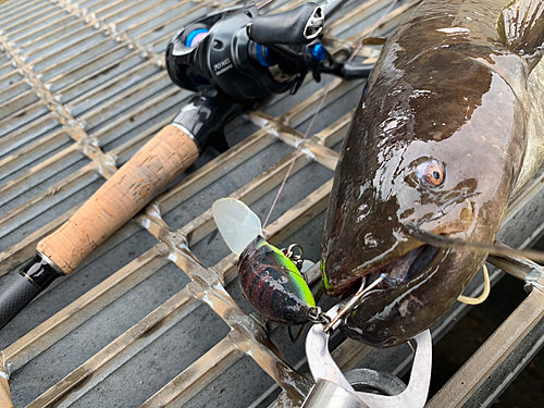 ナマズの釣果