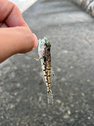 ハゼの釣果