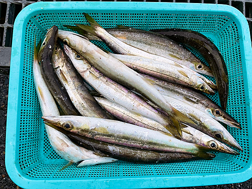 カマスの釣果