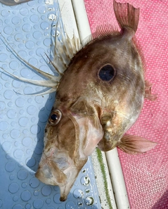 マトウダイの釣果