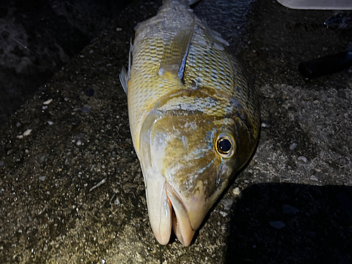 タマンの釣果