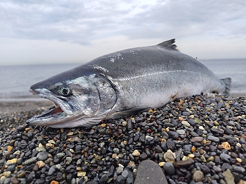 サクラマスの釣果