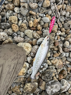 アメマスの釣果