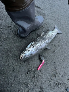 アメマスの釣果