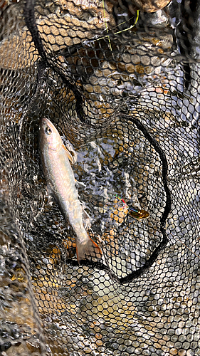 イワナの釣果