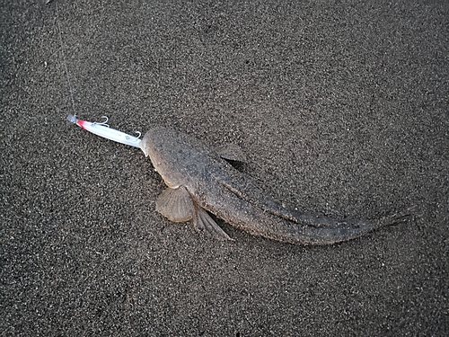 マゴチの釣果