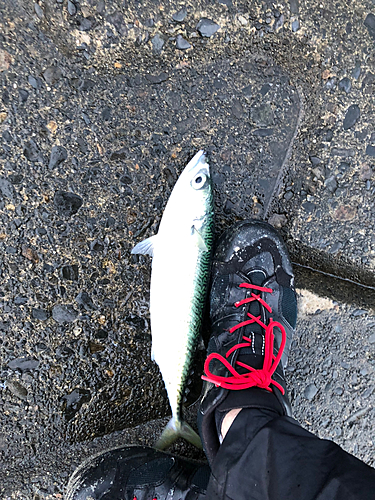 サバの釣果