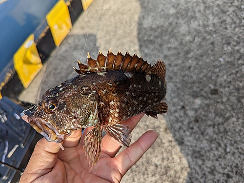 アラカブの釣果