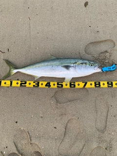 ブリの釣果