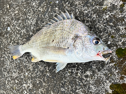 キビレの釣果