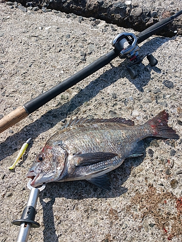 クロダイの釣果