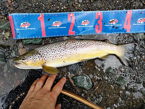 ブラウントラウトの釣果