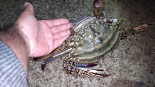 ワタリガニの釣果