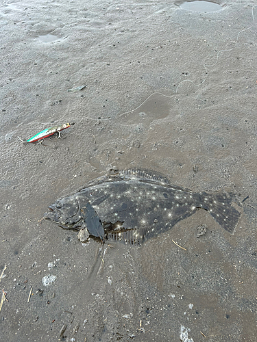 ヒラメの釣果