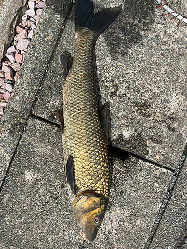 ニゴイの釣果